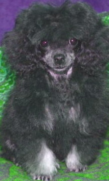 poodles for sale