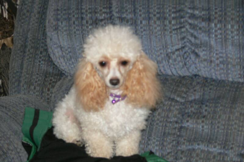 toy poodle for sale in tn