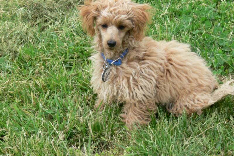 apricot poodle